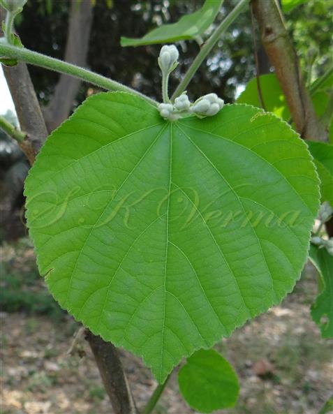  Leaf